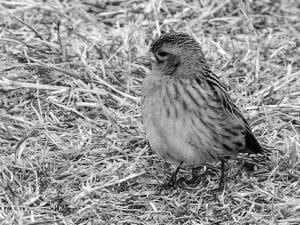 Conservation Status - Protecting Jackson’s Widowbird in Tanzania