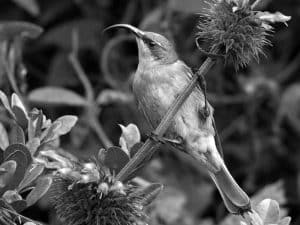 Cultural Significance - The Golden-Winged Sunbird’s Role