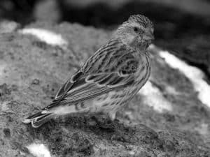 Daily Life - Feeding Habits of the Black-Throated Canary