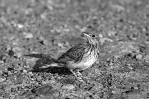 Did You Know Fascinating Facts about the Short-tailed Pipit