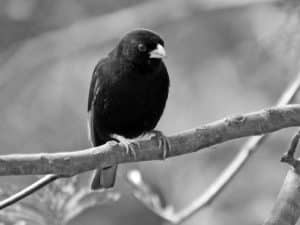 Did You Know Fun Facts about Tanzania’s Variable Indigobird