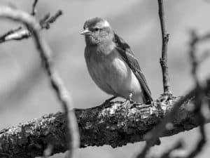 Did You Know Fun Facts about Tanzania’s Yellow-Throated Bush Sparrow