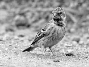 Did You Know Fun Facts about the Black-Throated Canary