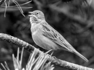 Did You Know Fun Facts about the Ortolan Bunting