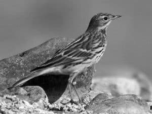 Did You Know Fun Facts about the Red-Throated Pipit