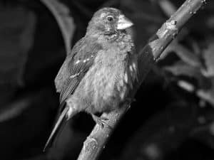 Did You Know Fun Facts about the Thick-Billed Seedeater