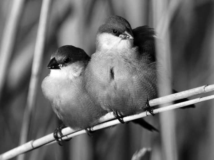 Discover the Beauty of the Common Waxbill in Tanzania - A Guide to Spotting this Delightful Bird