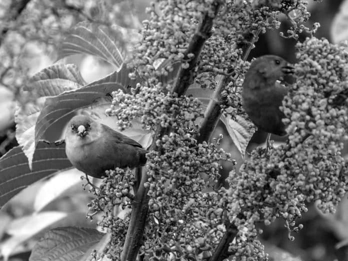 Discover the Enchanting Abyssinian Crimsonwing in Tanzania - A Birdwatcher’s Paradise