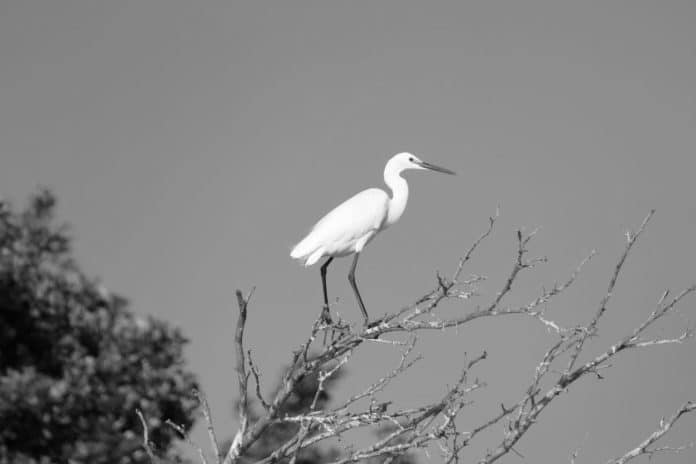 Discover the Enchanting Beauty of Egrets in Tanzania - A Complete Guide