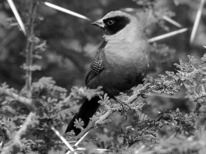 Discover the Enchanting Beauty of the Black-Faced Waxbill in Tanzania