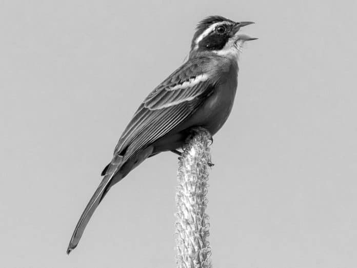 Discover the Enchanting Cabanis’s Bunting in Tanzania - A Birdwatcher’s Delight