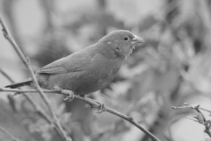 Discover the Enchanting Red-Billed Firefinch in Tanzania - A Vibrant Wonder of Nature