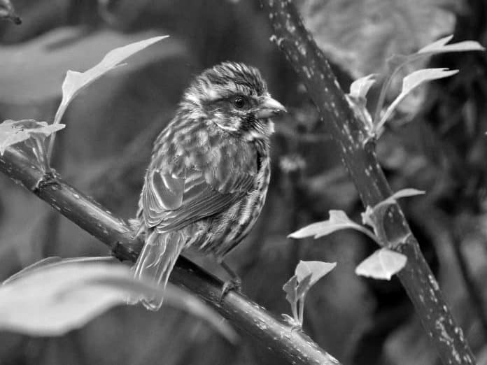 Discover the Enchanting Streaky Seedeater in Tanzania - A Delight for Birdwatchers