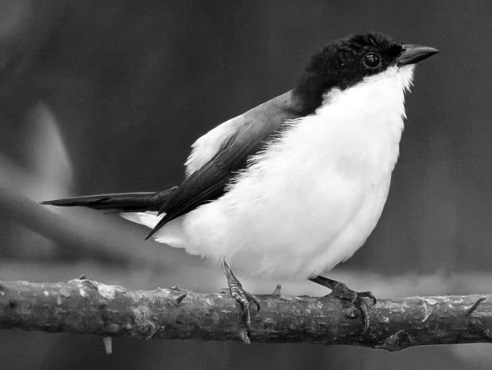 Discover the Enchanting White-Breasted Nigrita in Tanzania - A Birdwatcher’s Paradise