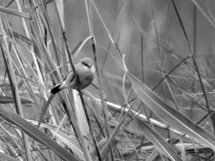 Discover the Enigmatic Black-Rumped Waxbill in Tanzania - A Birdwatcher’s Delight!