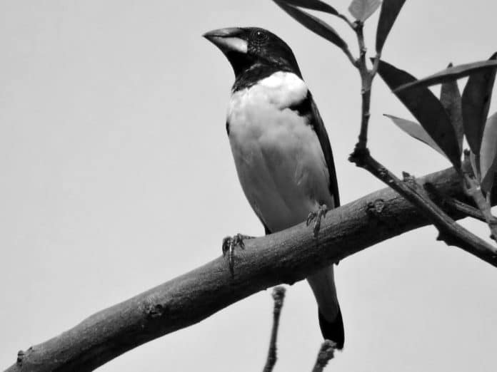 Discover the Enigmatic Magpie Mannikin in Tanzania’s Wildlife Paradise