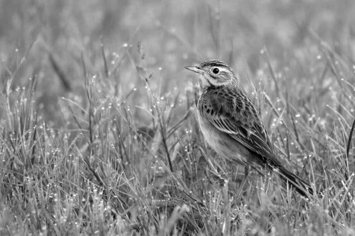 Discover the Enigmatic Short-tailed Pipit in Tanzania’s Breathtaking Wilderness