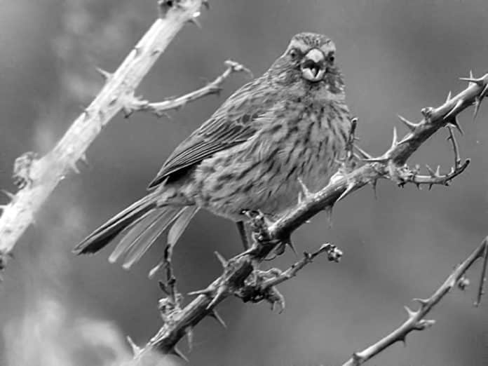 Discover the Enigmatic Yellow-Browed Seedeater in Tanzania - A Rarity Worth Exploring