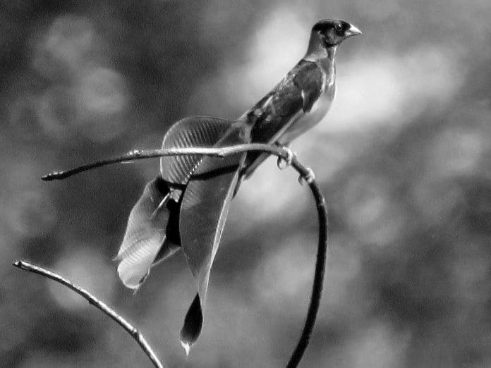 Discover the Exquisite Beauty of the Broad-Tailed Paradise-Whydah in Tanzania