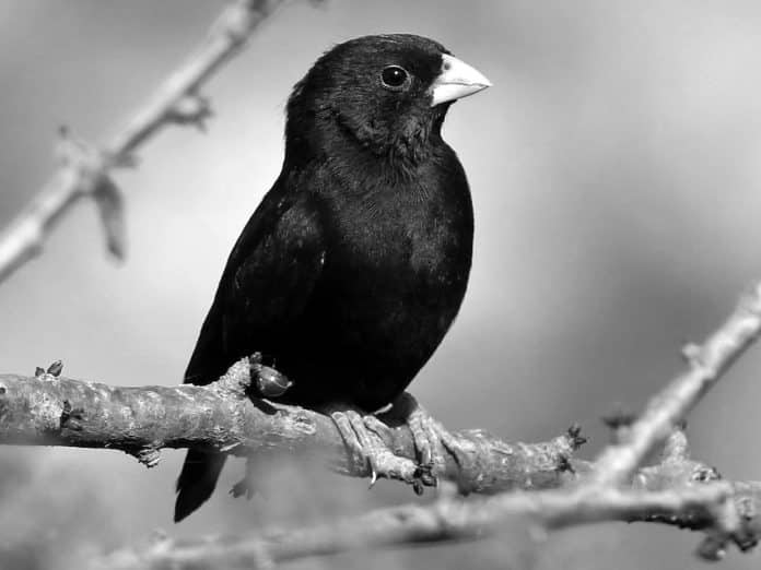 Discover the Fascinating Avian Jewel - The Village Indigobird in Tanzania, A Hidden Gem