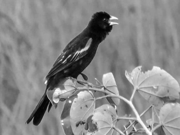 Discover the Fascinating Marsh Widowbird in Tanzania - A Jewel of the Wetlands