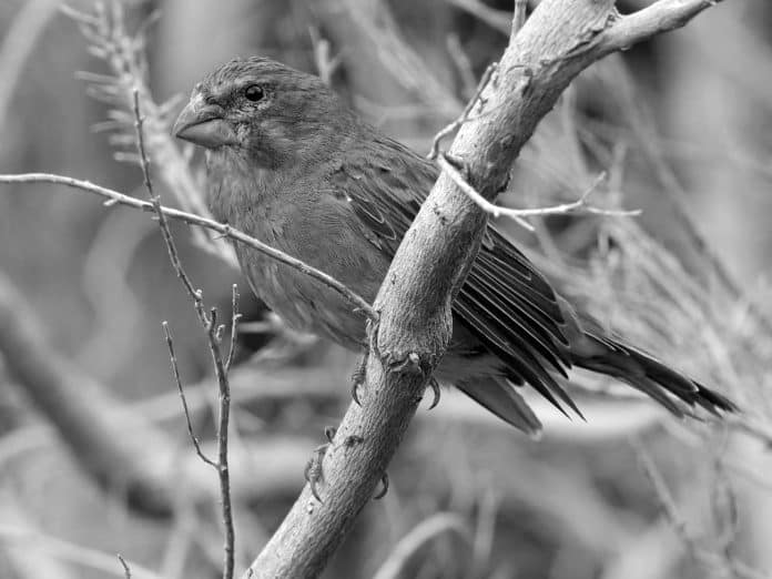 Discover the Fascinating World of Brimstone Canary in Tanzania - A Colorful Bird with a Unique Story