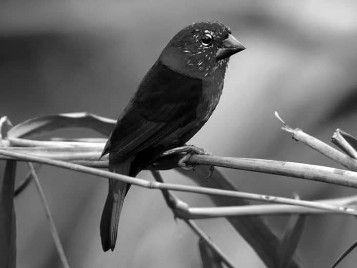 Discover the Fascinating World of the Black-Bellied Seedcracker in Tanzania