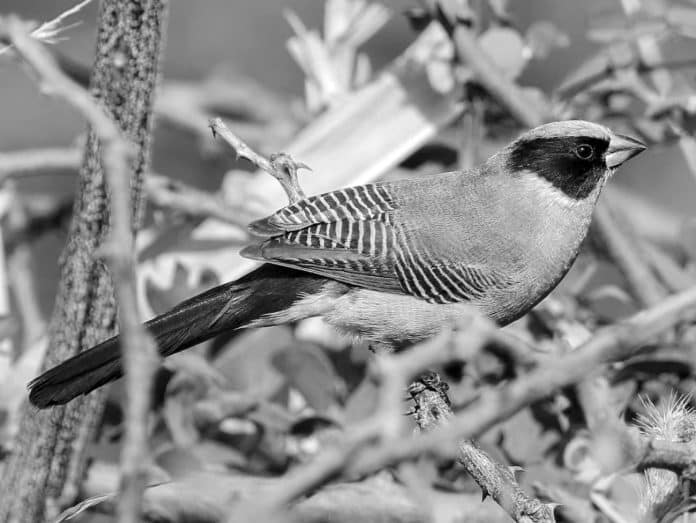 Discover the Fascinating World of the Black-Cheeked Waxbill in Tanzania