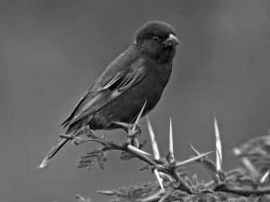 Discover the Habitat - Chestnut Sparrow in Tanzania