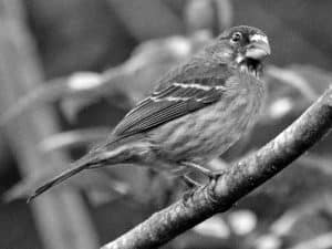 Discover the Habitat - Thick-Billed Seedeater in Tanzania