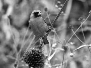 Discover the Habitat - Western Citril’s Home in Tanzania