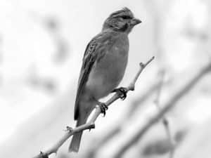 Discover the Habitat - White-Bellied Canary in Tanzania