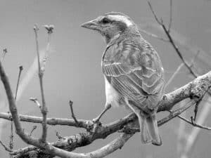 Discover the Habitat Yellow-Throated Bush Sparrow in Tanzania