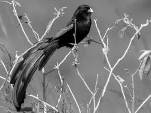 Discover the Habitat of Jackson’s Widowbird in Tanzania