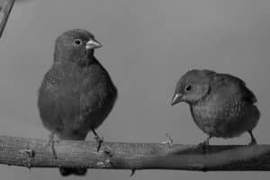 Discover the Habitat of Tanzania’s Red-Billed Firefinch