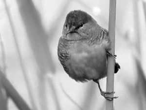 Discover the Habitat of Tanzania’s Zebra Waxbill