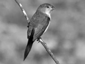 Discover the Habitat of the African Silverbill in Tanzania