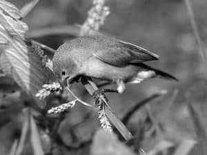 Discover the Habitat of the Fawn-Breasted Waxbill in Tanzania