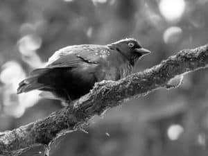 Discover the Habitat of the Gray-Headed Nigrita in Tanzania