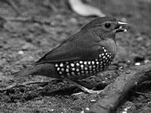 Discover the Habitat of the Green-Backed Twinspot in Tanzania