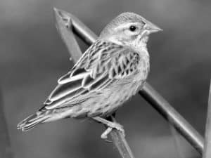 Discover the Habitat of the Red-billed Quelea in Tanzania