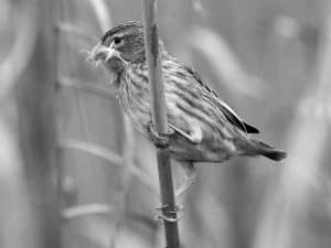 Discover the Habitat of the Southern Red Bishop