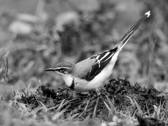 Discover the Majestic Mountain Wagtail in Tanzania - A Birdwatcher’s Paradise