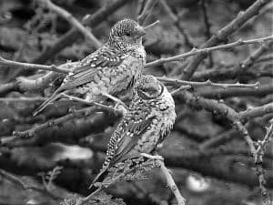 Discover the Striking Features of Tanzania’s Cut-Throat Bird