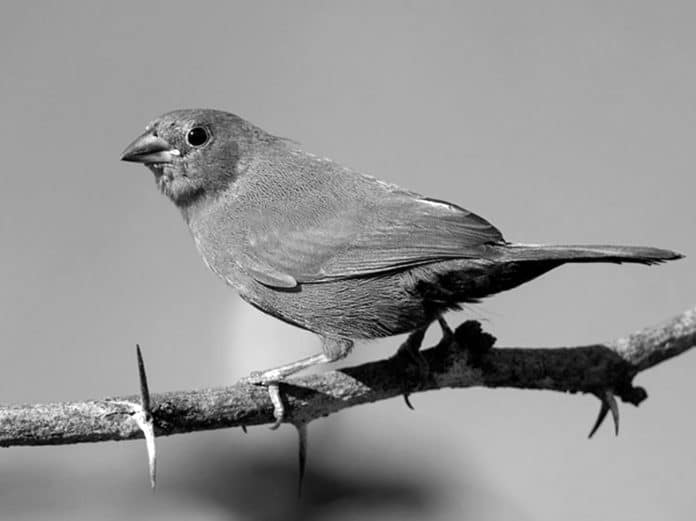 Discovering Jameson’s Firefinch - Tanzania’s Unique Avian Marvel