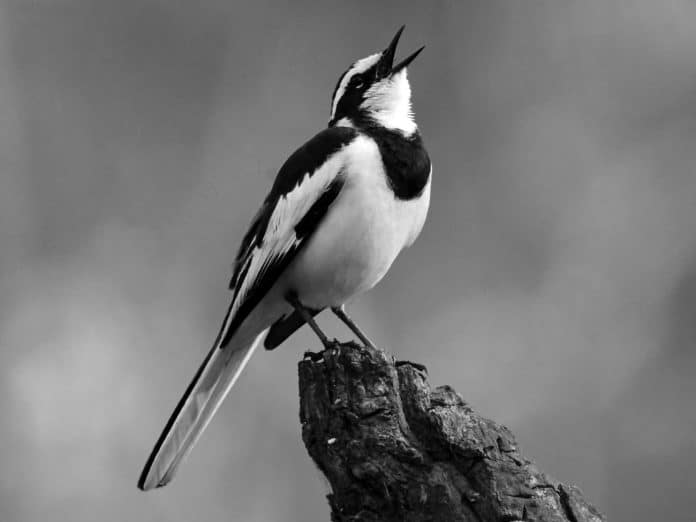 Discovering the African Pied Wagtail - Tanzania’s Avian Pied Beauty