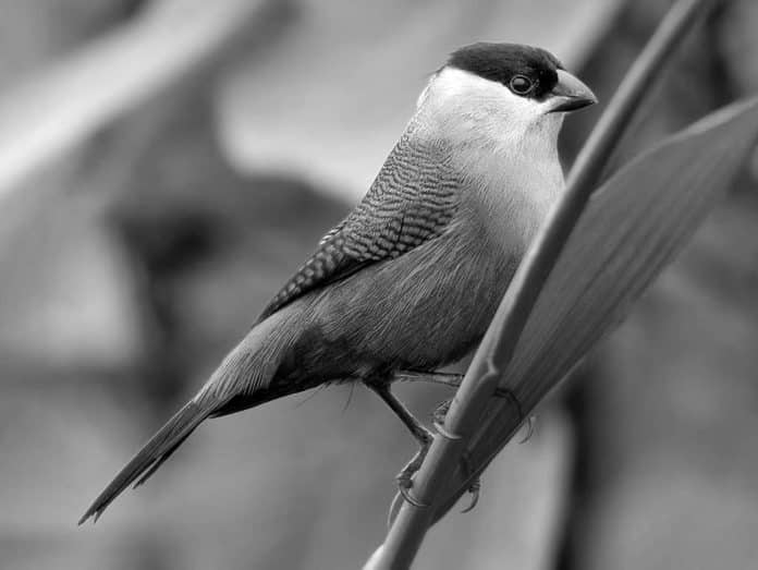 Discovering the Black-Crowned Waxbill - Tanzania’s Avian Jewel