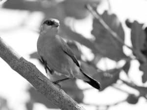 Discovering the Black-Rumped Waxbill’s Habitat in Tanzania