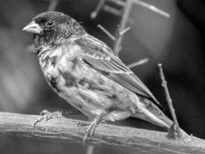 Discovering the Chestnut Sparrow - Tanzania’s Avian Rustic