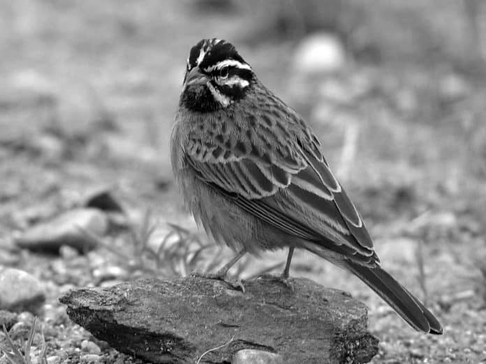 Discovering the Cinnamon-Breasted Bunting - Tanzania’s Avian Rarity